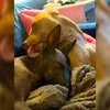 Rescue Dog Relieves Anxiety By Obsessively Kissing Her New Hairless Sister