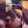 Dog Raised With Cats Learns To Purr When Getting Pet
