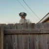 Little Dog Peeks Over Fence In Creepy Way And Is Making People Uncomfortable