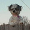 Little Dog Peeks Over Fence In Creepy Way And Is Making People Uncomfortable