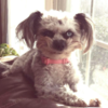 Little Dog Peeks Over Fence In Creepy Way And Is Making People Uncomfortable