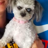 Little Dog Peeks Over Fence In Creepy Way And Is Making People Uncomfortable