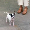 Adorable Puppy Interrupts Live News Broadcast And Causes Eruption Of Laughter