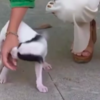 Adorable Puppy Interrupts Live News Broadcast And Causes Eruption Of Laughter