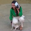 Adorable Puppy Interrupts Live News Broadcast And Causes Eruption Of Laughter