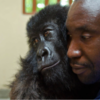 Gorilla Spends Final Moments With Man Who Saved Her