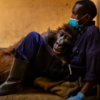 Gorilla Spends Final Moments With Man Who Saved Her