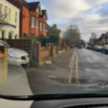 Woman Stops Her Car To Help Dog Who Dropped His Stuffed Pig