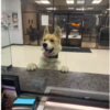 Dog Strolls Into Police Station And Report Himself Missing