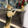 Dog Strolls Into Police Station And Report Himself Missing