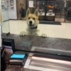 Dog Strolls Into Police Station And Report Himself Missing