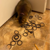 Cat Reveals Her Hidden Stash Of Hair Ties After Asking For Help Retrieving One