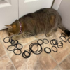 Cat Reveals Her Hidden Stash Of Hair Ties After Asking For Help Retrieving One