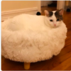 Cat Obsessed With Christmas Her Present Cannot Help Becoming a Part Of It