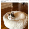 Cat Obsessed With Christmas Her Present Cannot Help Becoming a Part Of It