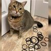 Cat Reveals Her Hidden Stash Of Hair Ties After Asking For Help Retrieving One