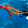 Divers Get Stunning Rare Encounter With Extremely Rare Octopus
