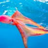 Divers Get Stunning Rare Encounter With Extremely Rare Octopus
