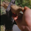 Frog Gets Stuck In Utility Hole Outside Vet
