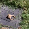 Frog Gets Stuck In Utility Hole Outside Vet