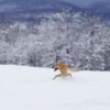 Photo Of Pup Playing In The Snow Goes Hilariously Wrong