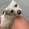 Clever Dog Pretends To Be Lost To Get Pets From Strangers