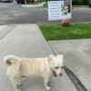 Clever Dog Pretends To Be Lost To Get Pets From Strangers