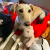 Dog Cannot Stop Snuggling Her Pile Of Toys