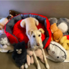 Dog Cannot Stop Snuggling Her Pile Of Toys
