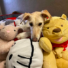 Dog Cannot Stop Snuggling Her Pile Of Toys