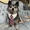 Senior Pup Takes Role As Best Man Very Serious