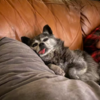 Senior Pup Takes Role As Best Man Very Serious