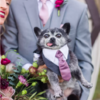 Senior Pup Takes Role As Best Man Very Serious