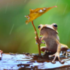 Photographer Captures Emotional Moment Of Frogs Sharing Sweet Hug