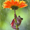 Photographer Captures Emotional Moment Of Frogs Sharing Sweet Hug