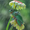 Photographer Captures Emotional Moment Of Frogs Sharing Sweet Hug