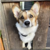 Family Puts Up Intro Sign For Super Social Pup Named Potato
