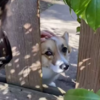 Family Puts Up Intro Sign For Super Social Pup Named Potato