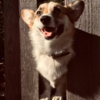 Family Puts Up Intro Sign For Super Social Pup Named Potato