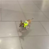 Tiny Drug-Detection Dog Determined To Catch Some Bad Guys