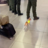 Tiny Drug-Detection Dog Determined To Catch Some Bad Guys