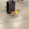 Tiny Drug-Detection Dog Determined To Catch Some Bad Guys