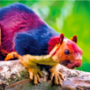 Do You Know The Beautiful Indian Giant Squirrel?