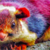 Do You Know The Beautiful Indian Giant Squirrel?