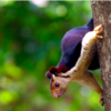 Do You Know The Beautiful Indian Giant Squirrel?