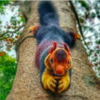 Do You Know The Beautiful Indian Giant Squirrel?
