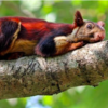 Do You Know The Beautiful Indian Giant Squirrel?