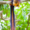 Do You Know The Beautiful Indian Giant Squirrel?
