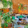 'Plant Daddy' Known For Indoor Jungle With Over 300 Indoor Plants
