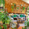 'Plant Daddy' Known For Indoor Jungle With Over 300 Indoor Plants